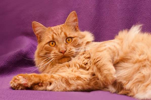 Самый брутальный рыжий кот в мире! Кот Бенджамин в Москве фото 4
