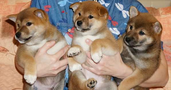 Щенки сиба-ину (шиба) в Краснодаре фото 9