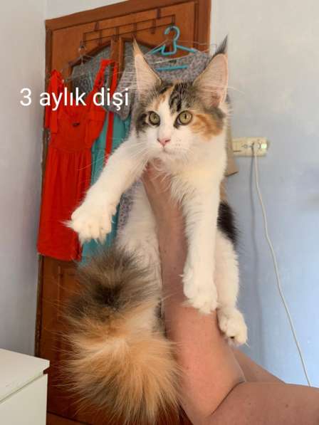 Котята породы Мэйн-кун в фото 6