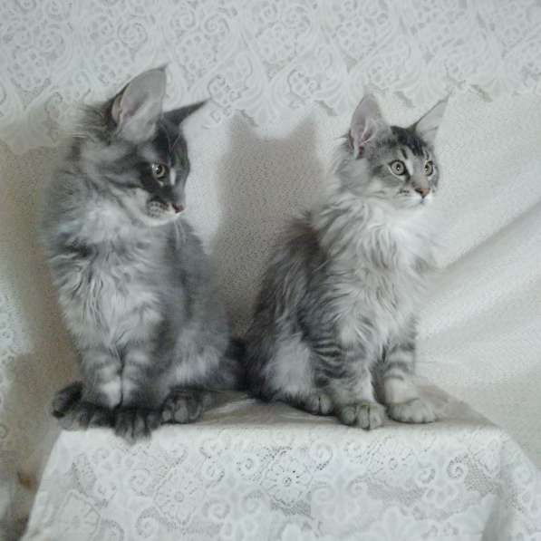 Maine coons kittens в Новосибирске