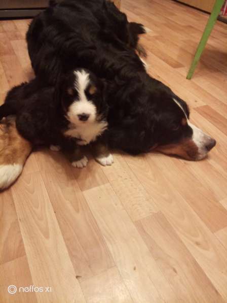 Щенки Бернского зенненхунда в Санкт-Петербурге фото 5