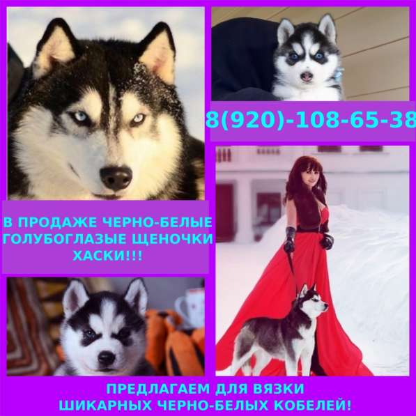 Черно-белые красавцы хаски
