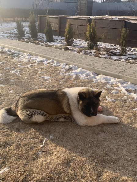 Акита в Ростове-на-Дону фото 44