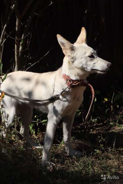 Собака в добрые руки в Саратове фото 21