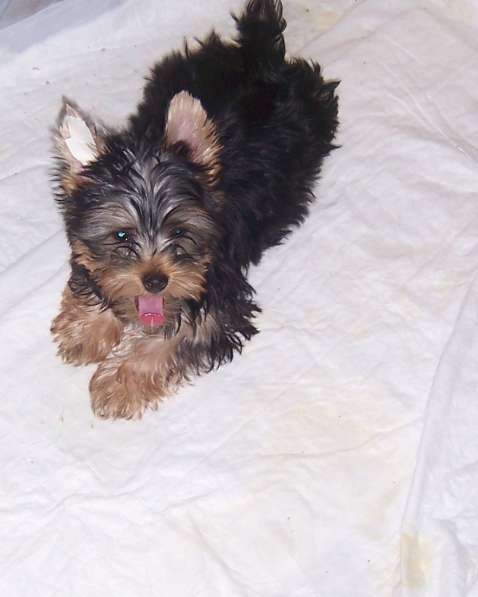 Йорк в Екатеринбурге фото 8