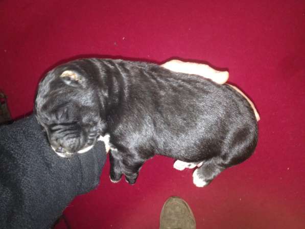 Щенки алабая в Крымске фото 9