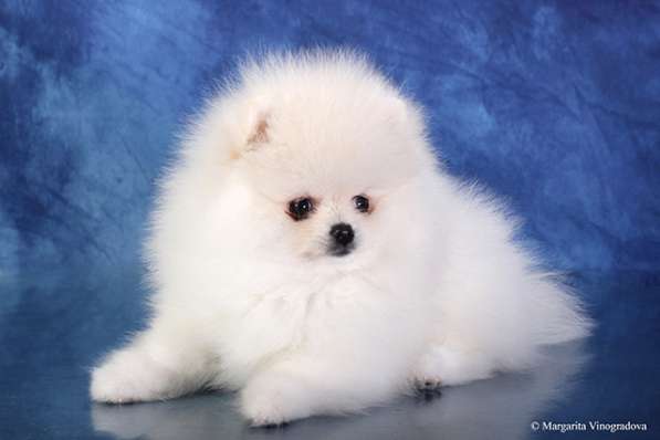 Девочка померанский шпиц шоу класс в Санкт-Петербурге фото 11