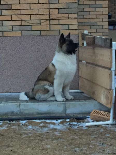 Акита в Ростове-на-Дону фото 67