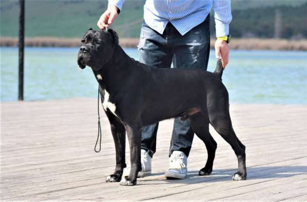 Щенки высшего качества! в фото 15