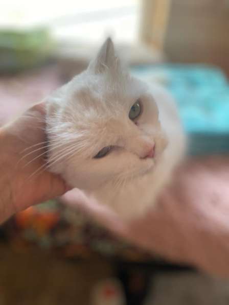 Белый, пушистый и очень ласковый кот в Санкт-Петербурге фото 12