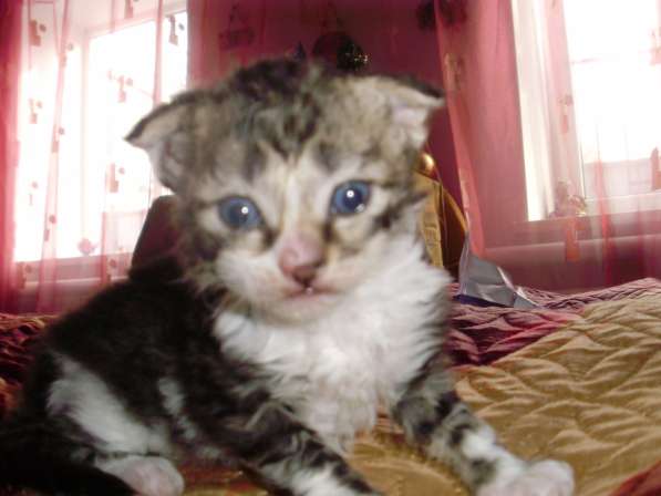 Кудрявые котята в Краснодаре фото 5