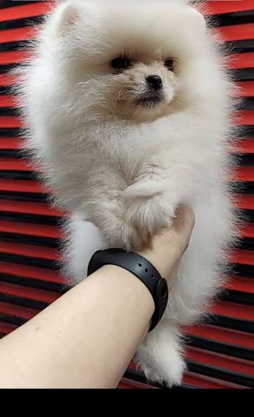 Померанский шпиц