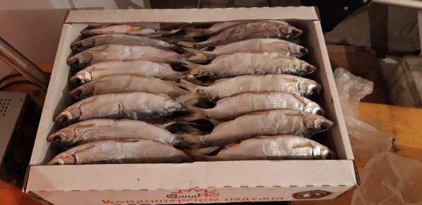 Рыба сырок вяленый, копченый и свежий в Кургане фото 3