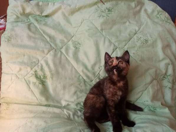 Британская кошечка 1.5 месяца в Санкт-Петербурге фото 6