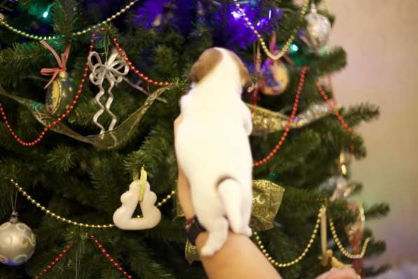 Щенки Джек Рассел терьер от титулованных родителей в Смоленске фото 18