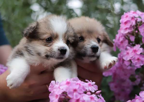 Щенки Вельш Корги Пемброк в Москве фото 23