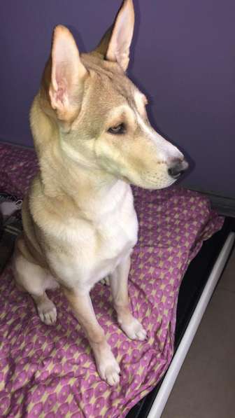 Лёня - метис хаски 9-ти месяцев