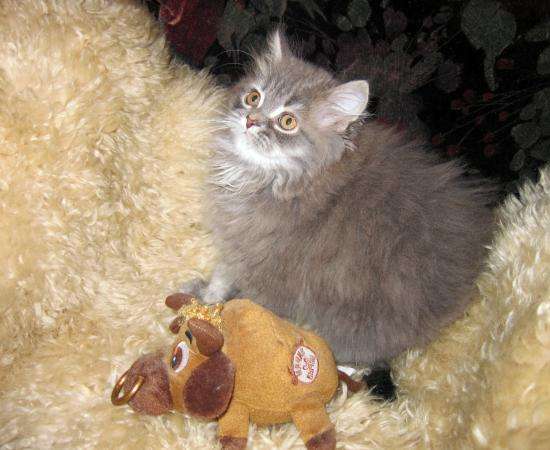 Крупные сибирские котята в Москве фото 5