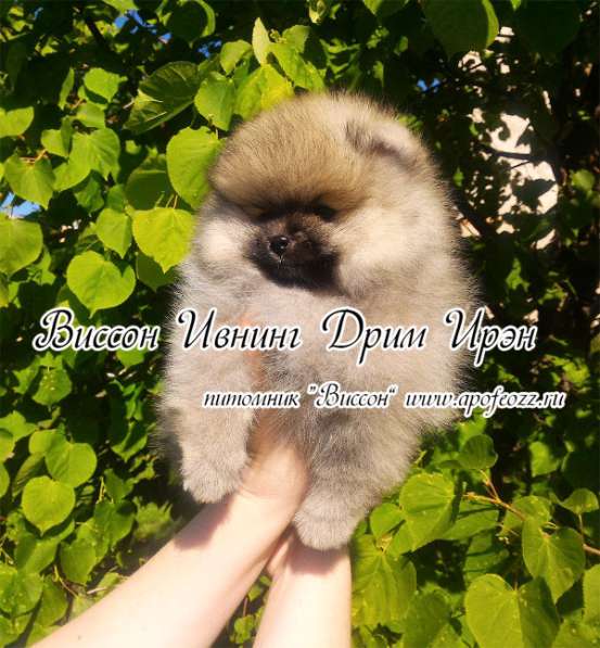 Очаровательные померанцы, девочки в Орле фото 4