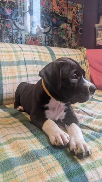 Американский стаффордширский терьер Мальчик Купирован в Москве фото 10