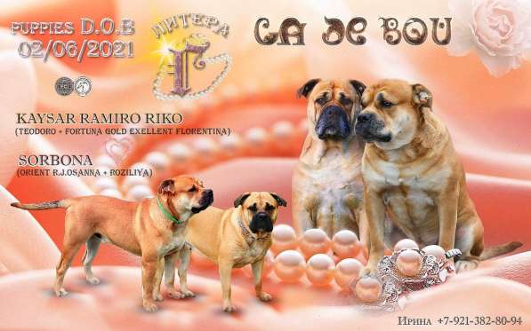 Предлагаються к продаже Щенки Ка Де Бо в Санкт-Петербурге