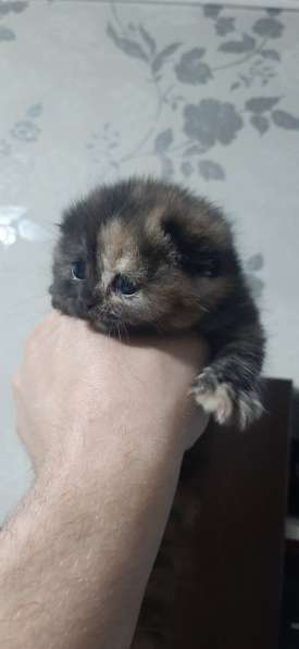 Котята скоттиш фолд в фото 9