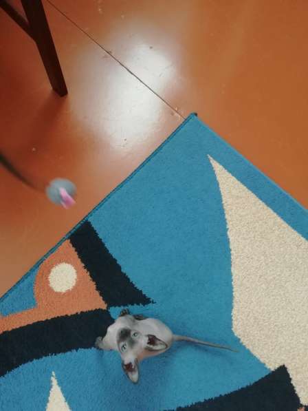 Котенок донского сфинкса в Вологде фото 3