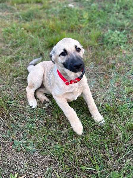 Две девчушки-красотушки и храбрый братик в Москве фото 3