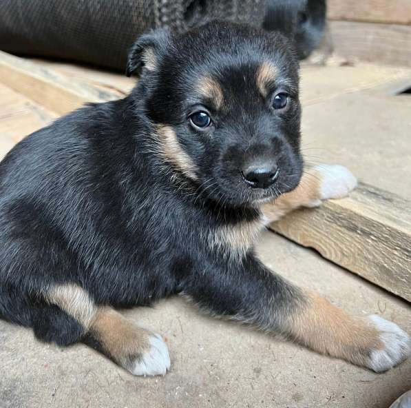 Прекрасная Алиса ищет дом! в Москве фото 10