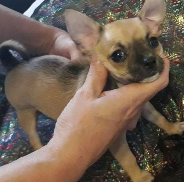 Чихуахуа щенок мальчик продается 7000р в Санкт-Петербурге фото 3
