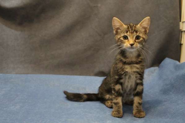 Котенок-ангелочек в Санкт-Петербурге фото 16