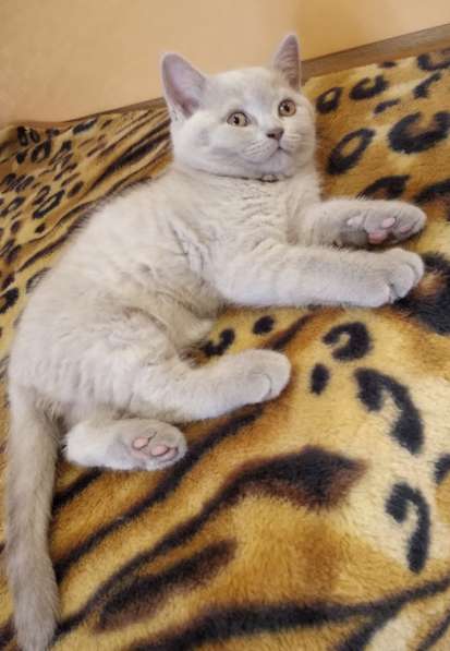 Продажа шотландцев в фото 4