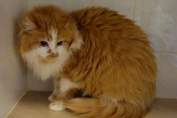 Солнечная кошка Милочка в Москве фото 38