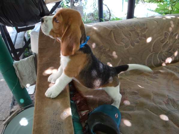 Продаются щенки бигля в Волгограде фото 8