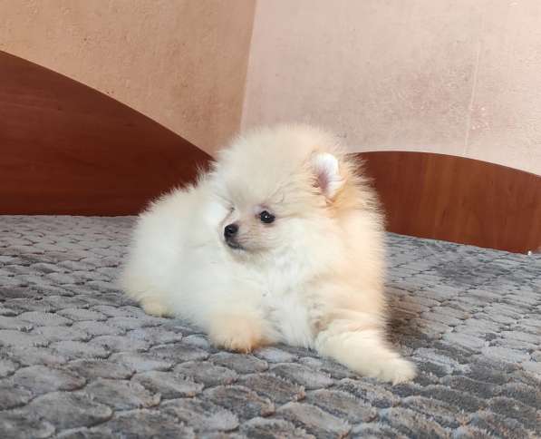 Померанский шпиц. Cream