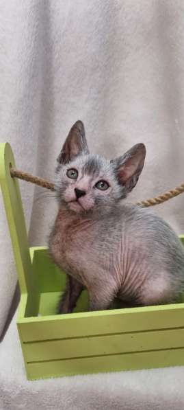 Продаются котята породы Lykoi (Ликой, кошка-волк) в Санкт-Петербурге фото 19