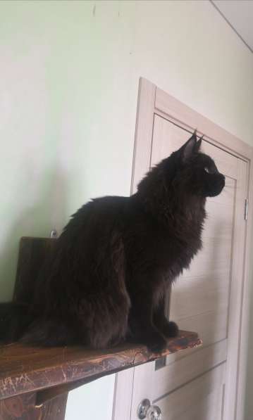 Девочка Мейн кун в Челябинске фото 4