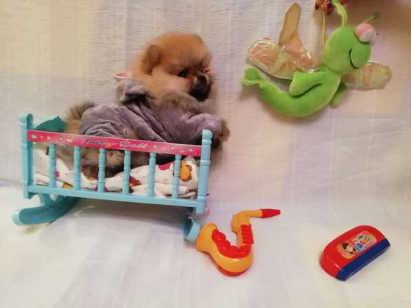 Pomeranian в фото 10