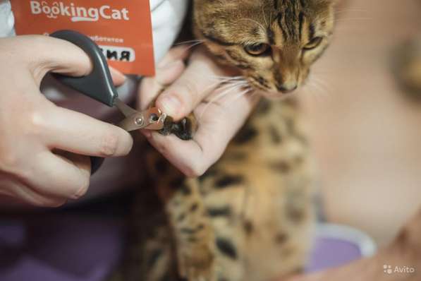 Зоогостиница BookingCat Люберцы/Жулебино в Люберцы фото 55