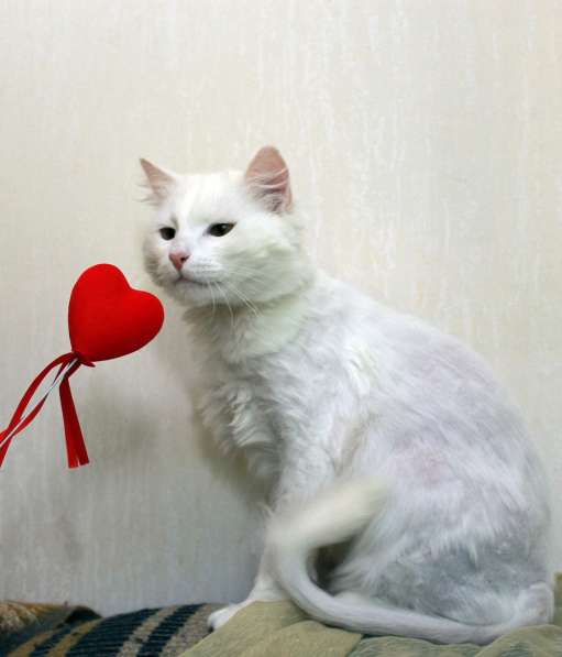 Кот в добрые руки. Пушистый Амур в Калуге фото 10