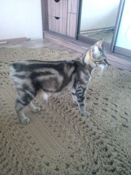 Котята курильский бобтейл Чистокровные в Новосибирске фото 11