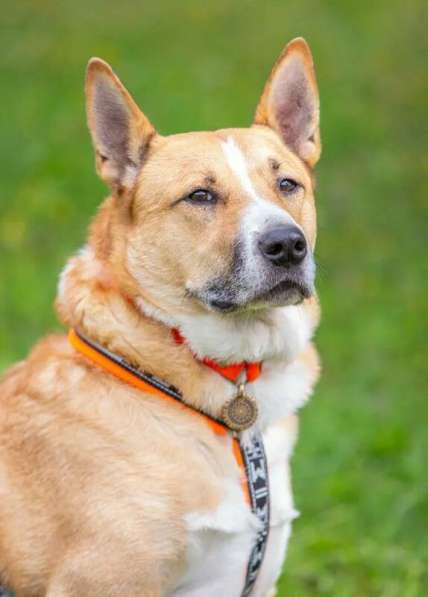 Рик в поиске дома! в Москве фото 16