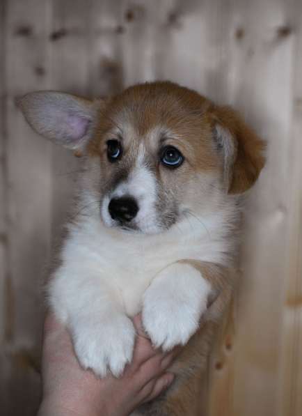 Корги пемброк, яркая девочка в Москве фото 5