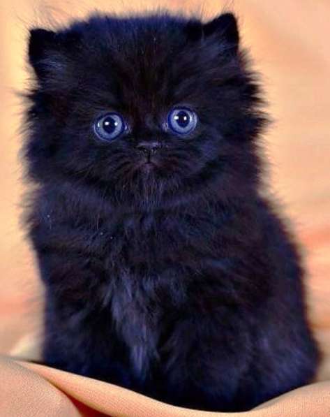 Котята от голубоглазой Ангоры в фото 9