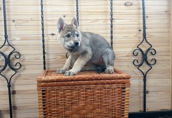 Чехословацкая волчья собака, щенки в Калуге фото 5