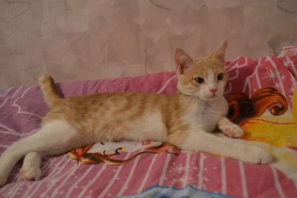 Кеша ищет семью! в Москве фото 3