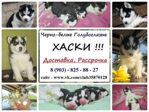 Щенки сибирской хаски в Медвежьегорске