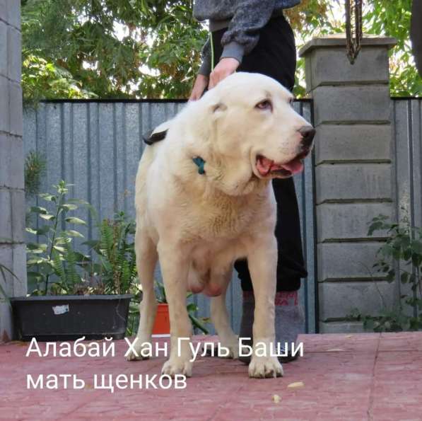 Щенок Среднеазиатской овчарки в Новосибирске фото 29