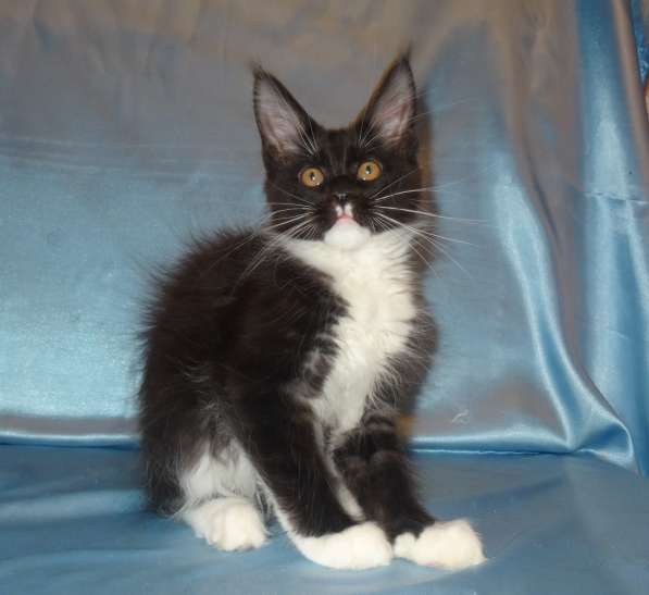 Ламборджини кошечка мейн кун в Москве фото 14