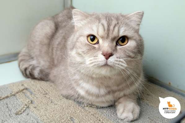 Котик Лил в Москве фото 3